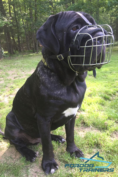 Wire Basket Bermastiff Muzzle Easy Adjustable