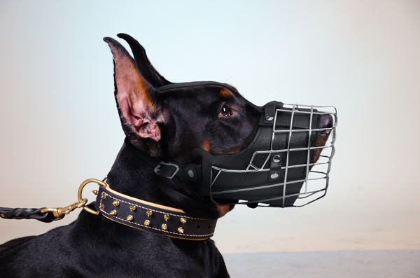 Strong Leather Dog Muzzle on Doberman