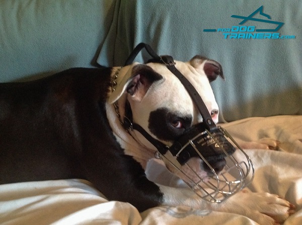 Easy Adjustable Wire Basket Dog Muzzle for Pitbull