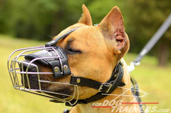 Wire basket Pitbull muzzle with nose padding