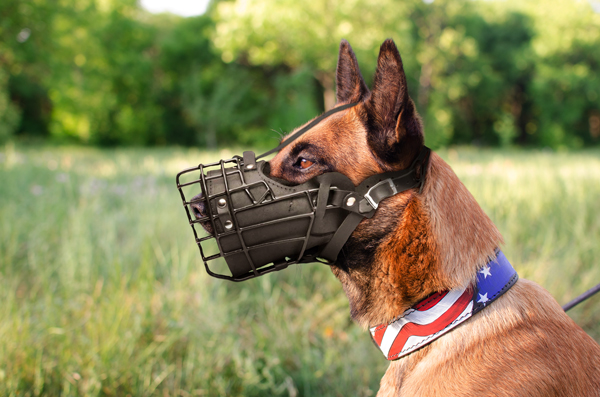 Pleasant Leather Dog Muzzle on Belgian Malinois