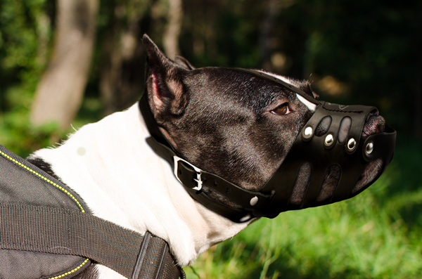 Well-fitting Leather Dog Muzzle on Amstaff