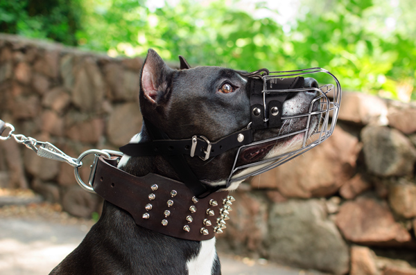 Metal Dog Muzzle on Amstaff Made of Leather