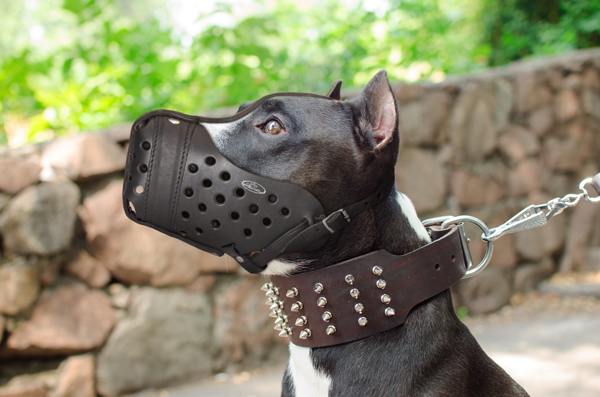 Walking Dog Muzzle on Amstaff