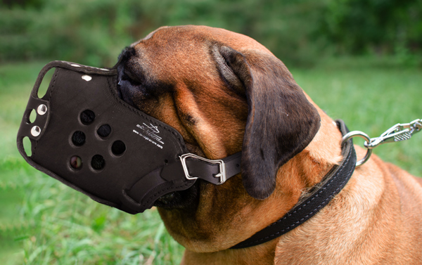 Strong Dog Muzzle Made of Leather on Bullmastiff