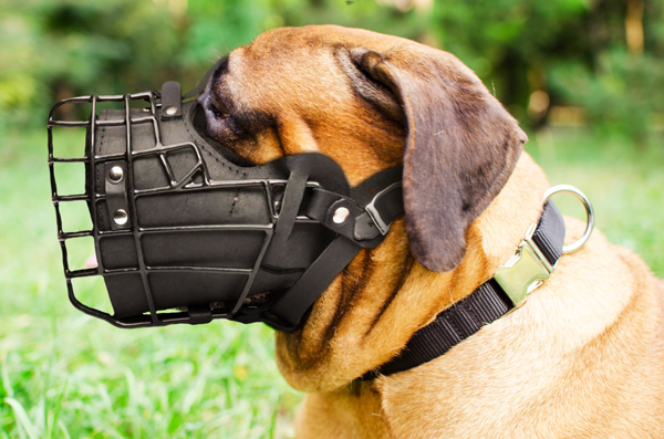 Handmade Leather Dog Muzzle on Bullmastiff