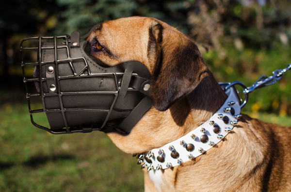 Handmade Leather Dog Muzzle on Cane Corso