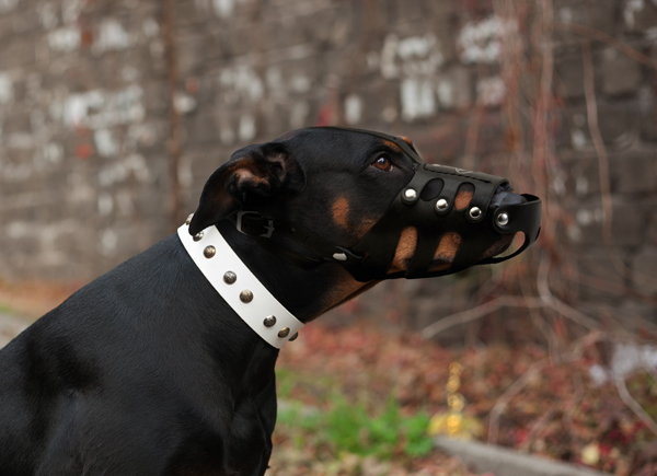 Strong Leather Dog Muzzle on Doberman