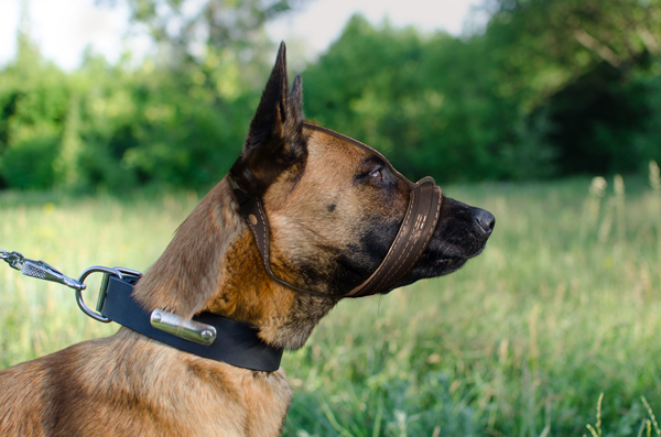 Loop-like Leather Dog Muzzle on Belgian Malinois