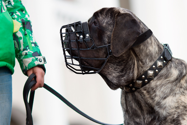 Handmade Leather Dog Muzzle on Mastiff