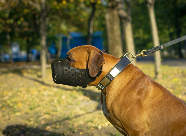 Attack Training Dog Muzzle on Boxer