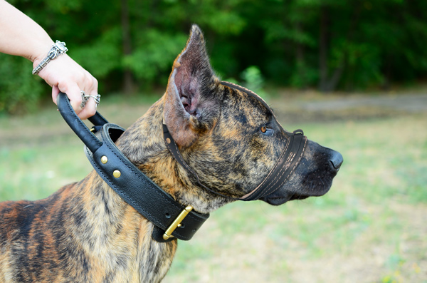 Dog Muzzle Made of Leather on Great Dane