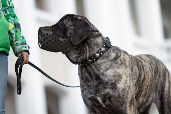 Attack Walking Leather Dog Muzzle on Amstaff