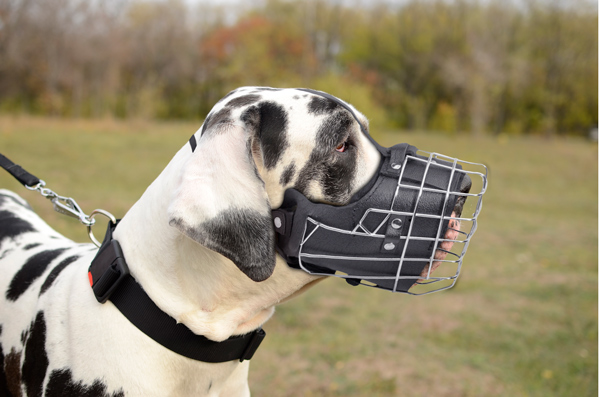 Agitation Leather Dog Muzzle on Great Dane