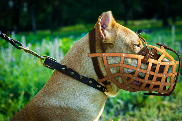 Comfortable Leather Dog Muzzle on Pitbull