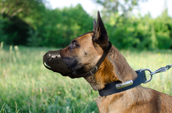 Dog Muzzle Made of Leather on Belgian Malinois