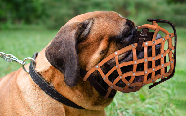 Walking Leather Dog Muzzle on Bullmastiff