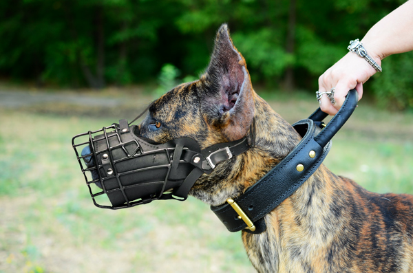 Agitation Leather Dog Muzzle on Great Dane