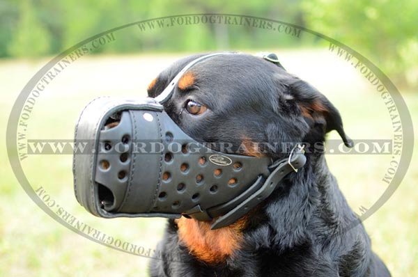 Rotty leather dog muzzle professionally designed