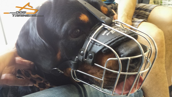 Easy Adjustable Wire Basket Muzzle for Rotty