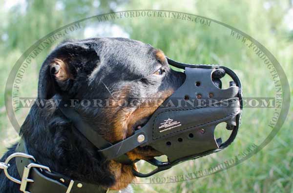 Leather Rottweiler Muzzle with Perfect Air Circulation