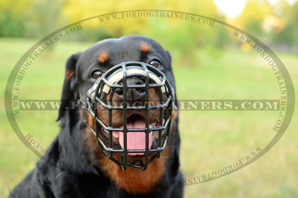 Rottweiler wire cage dog muzzle for winter