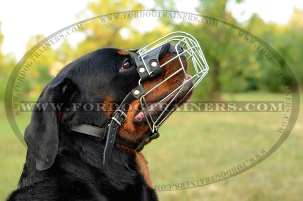 Rust-proof wire muzzle for Rottweiler