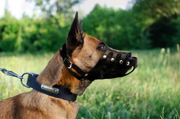 Walking Leather Dog Muzzle on Belgian Malinois