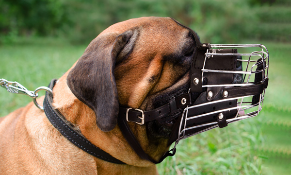 Padded Training Dog Muzzle on Bullmastiff