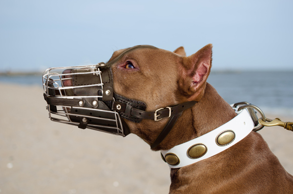 Handmade Leather Dog Muzzle on Pitbull