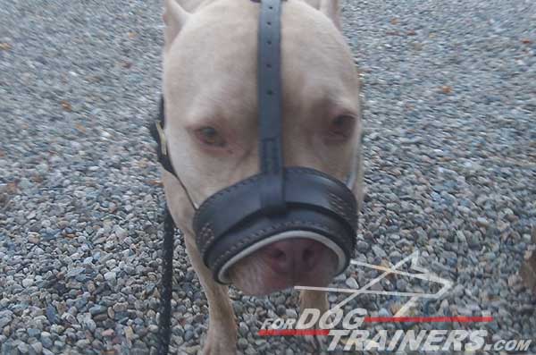 Royal Nappa padded loop-like Pitbull muzzle