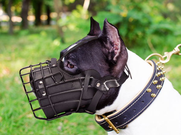 Amstaff wearing a reliable dog muzzle