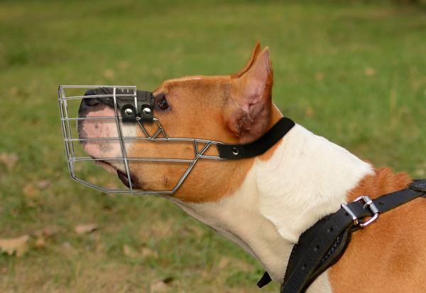 Reliable Walking Dog Muzzle on Amstaff