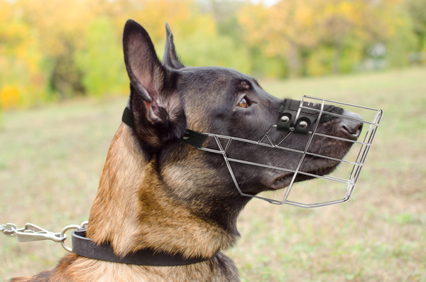 Comfortable Leather Dog Muzzle on Belgian Malinois