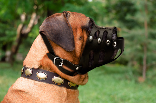 Training Leather Dog Muzzle on Bullmastiff