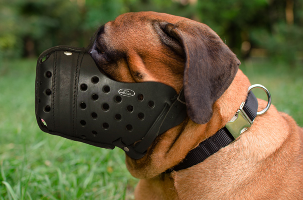 Reliable Leather Dog Muzzle on Bullmastiff