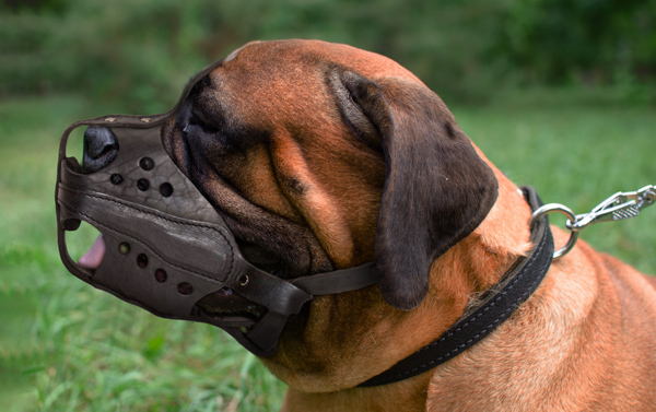 Walking Dog Muzzle on Bullmastiff