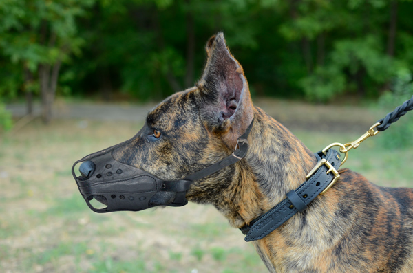 Leather Dog Muzzle on Great Dane