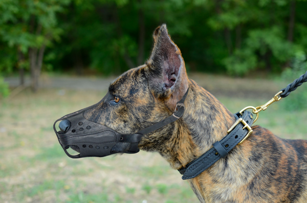 Leather Dog Muzzle on Great Dane