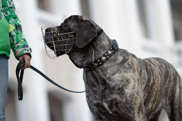 Walking Leather Dog Muzzle on Mastiff