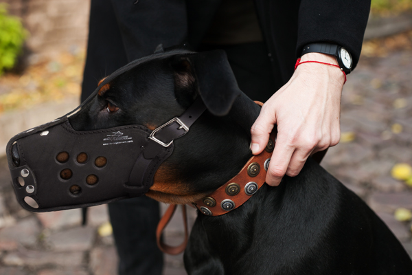 Style Leather Dog Muzzle on Doberman
