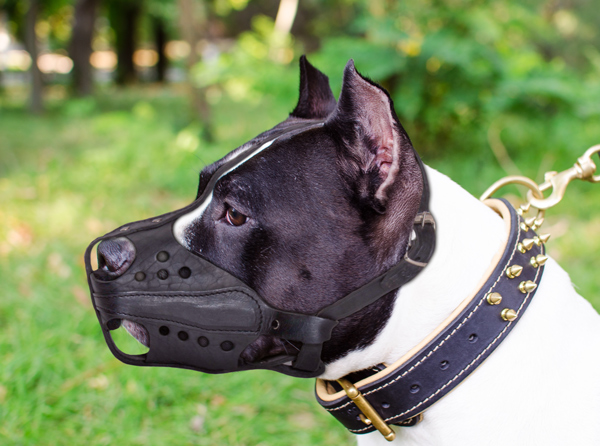 Walking Leather Dog Muzzle on Amstaff