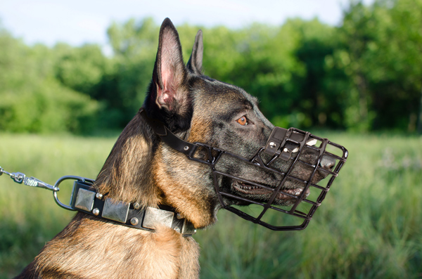 Strong Metal Wire Dog Muzzle on Belgian Malinois