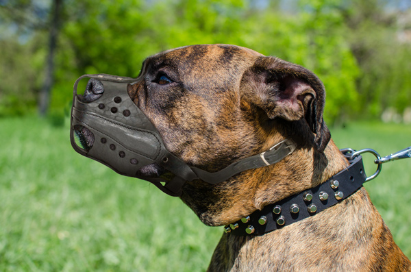 Dog Muzzle Made of Leather on Boxer