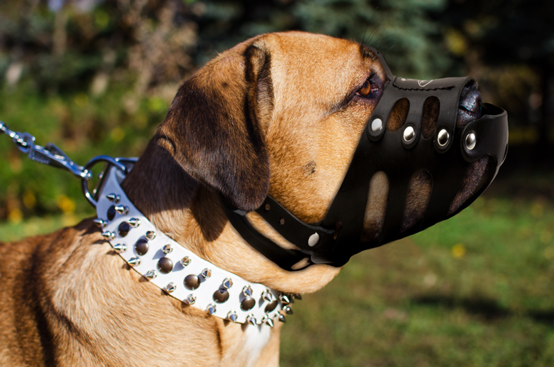 Handmade Leather Dog Muzzle on Bullmastiff