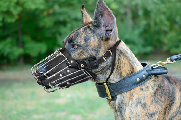 Training Leather Dog Muzzle on Great Dane