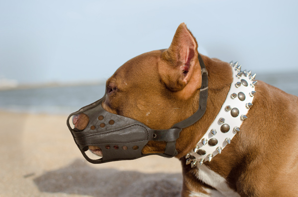 Walking Leather Dog Muzzle on Pitbull for Comfortable Training