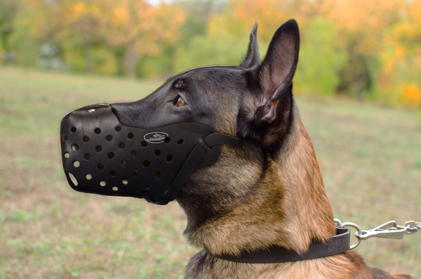 Training Dog Muzzle on Belgian Malinois