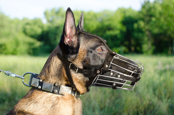Strong Leather Dog Muzzle on Belgian Malinois