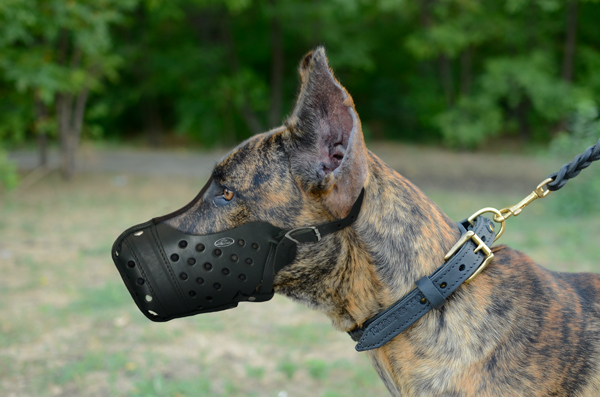 Walking Attack Leather Dog Muzzle on Great Dane